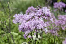 Thalictrum aquilegifolium