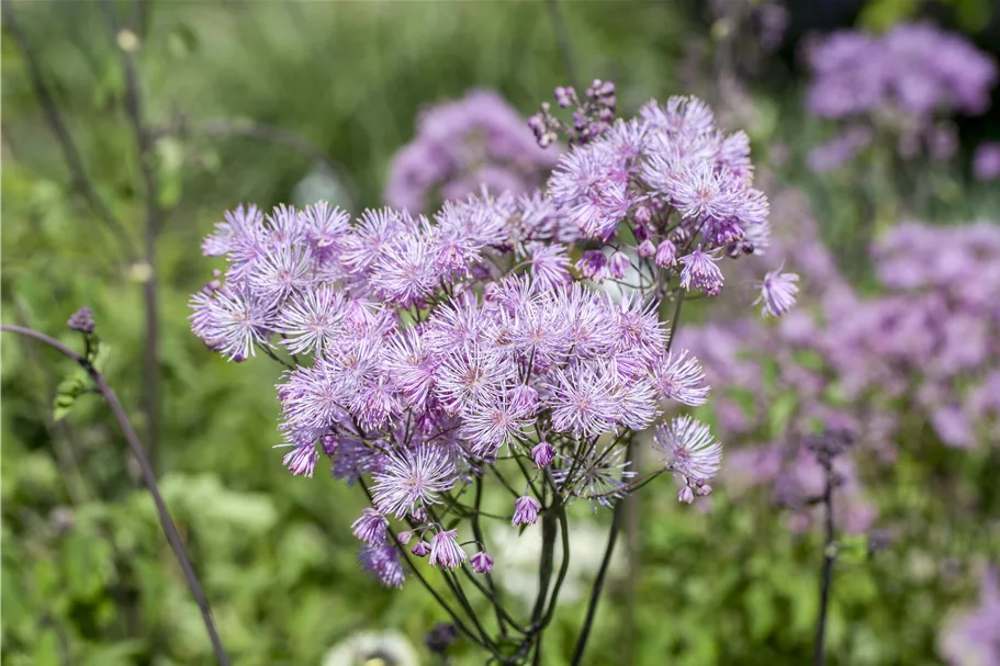 Thalictrum aquilegifolium