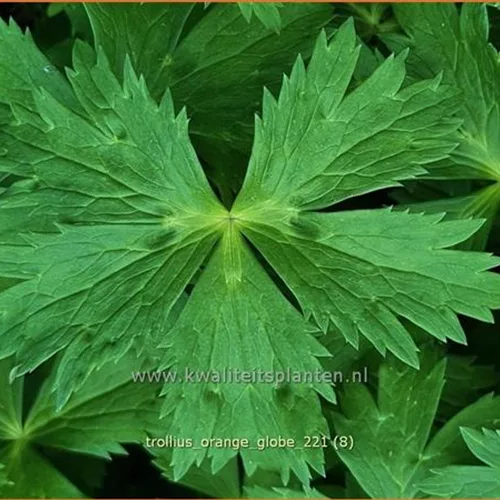 Trollius x cultorum 'Orange Globe'