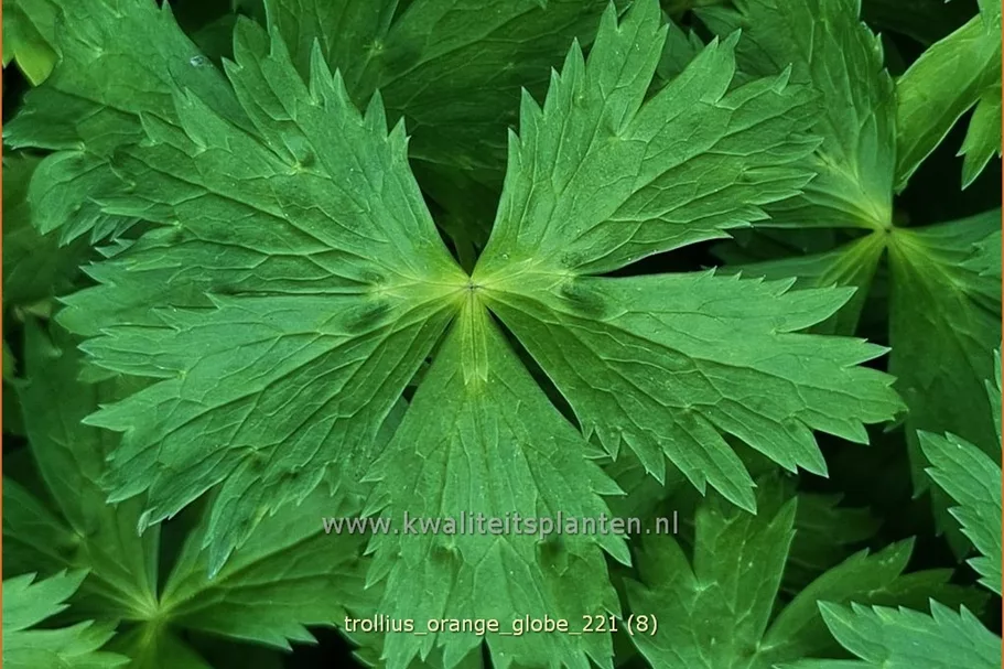 Trollius x cultorum 'Orange Globe'