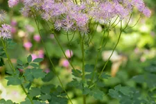 Thalictrum aquilegifolium