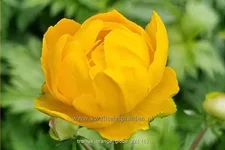 Trollius x cultorum 'Orange Globe'