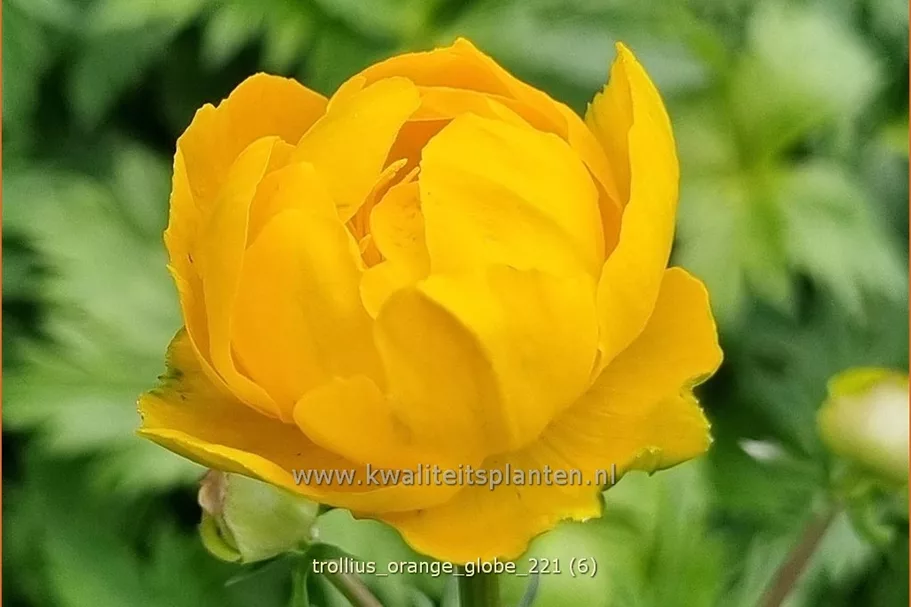 Trollius x cultorum 'Orange Globe'