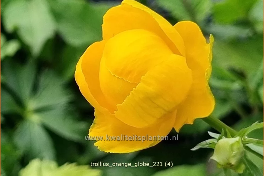 Trollius x cultorum 'Orange Globe'