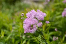 Thalictrum aquilegifolium