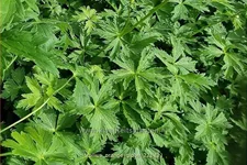 Trollius x cultorum 'Orange Globe'