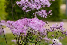 Thalictrum aquilegifolium 'Black Stockings'