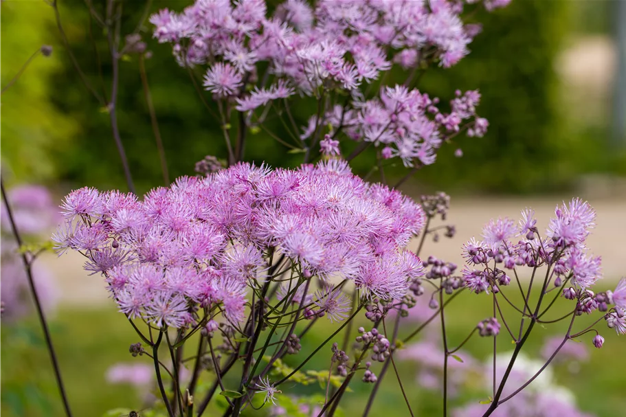 Thalictrum aquilegifolium 'Black Stockings'