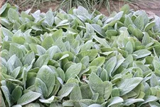 Stachys byzantina 'Cotton Ball'