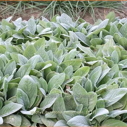 Stachys byzantina 'Cotton Ball'
