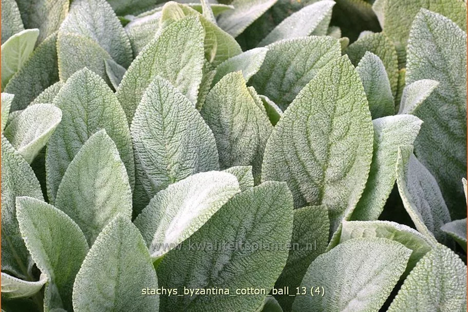Stachys byzantina 'Cotton Ball'