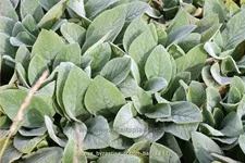 Stachys byzantina 'Cotton Ball'