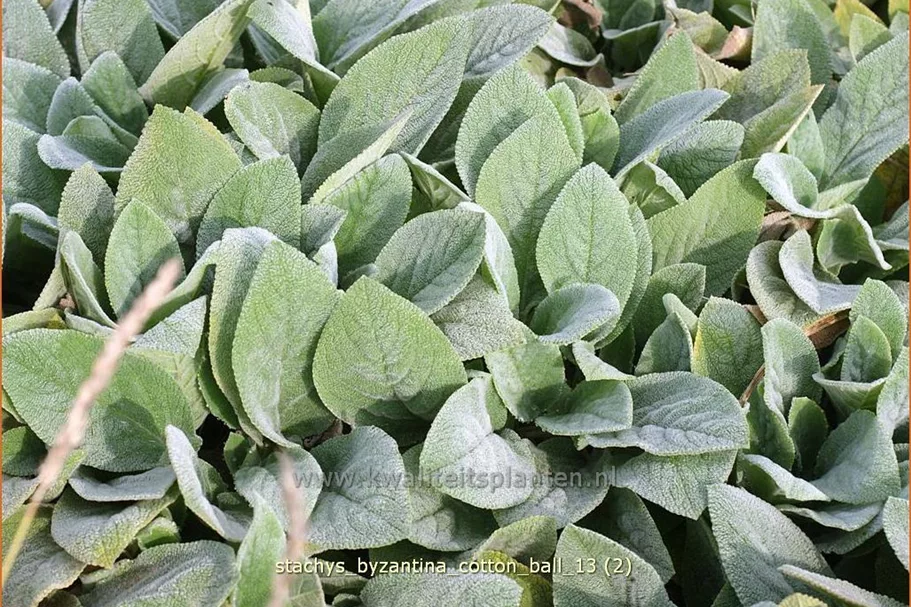 Stachys byzantina 'Cotton Ball'