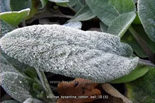 Stachys byzantina 'Cotton Ball'