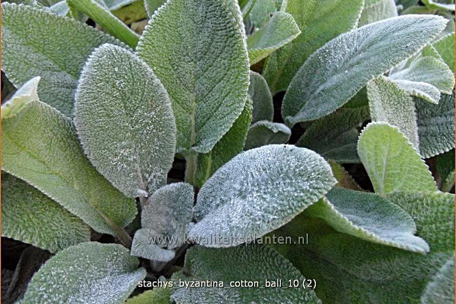 Stachys byzantina 'Cotton Ball'