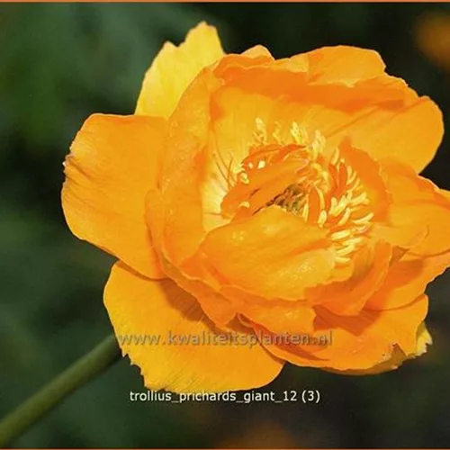 Trollius 'Prichard's Giant'