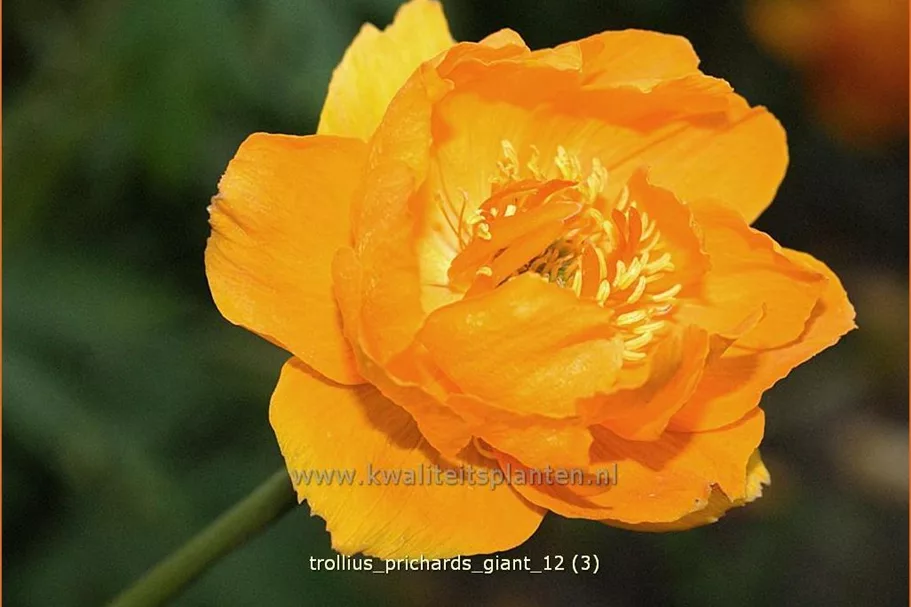Trollius 'Prichard's Giant'