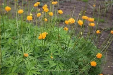 Trollius 'Prichard's Giant'
