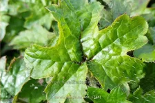 Tiarella cordifolia 'Eco'