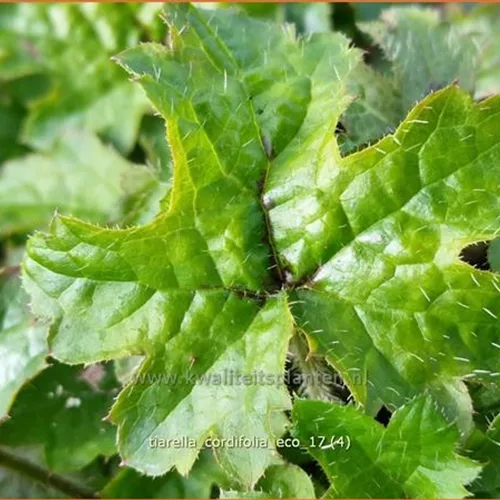 Tiarella cordifolia 'Eco'