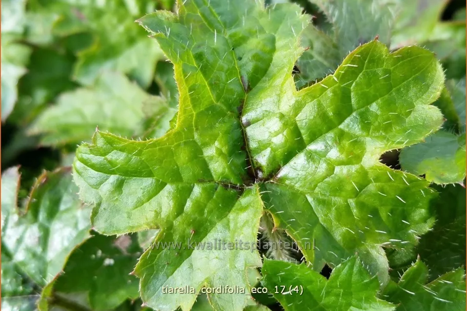Tiarella cordifolia 'Eco'