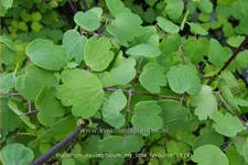 Thalictrum aquilegifolium 'My Little Favourite'