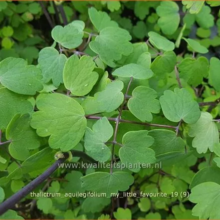 Thalictrum aquilegifolium 'My Little Favourite'
