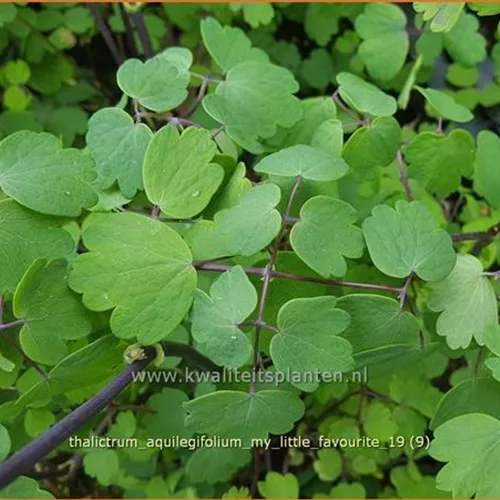 Thalictrum aquilegifolium 'My Little Favourite'