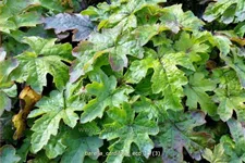 Tiarella cordifolia 'Eco'