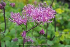 Thalictrum aquilegifolium 'My Little Favourite'