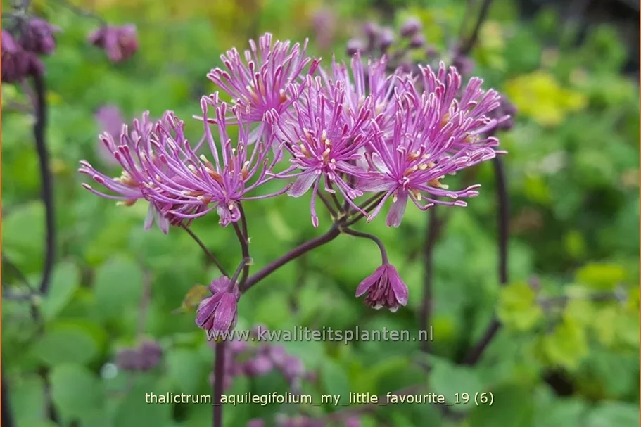 Thalictrum aquilegifolium 'My Little Favourite'