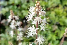 Tiarella cordifolia 'Eco'