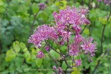 Thalictrum aquilegifolium 'My Little Favourite'