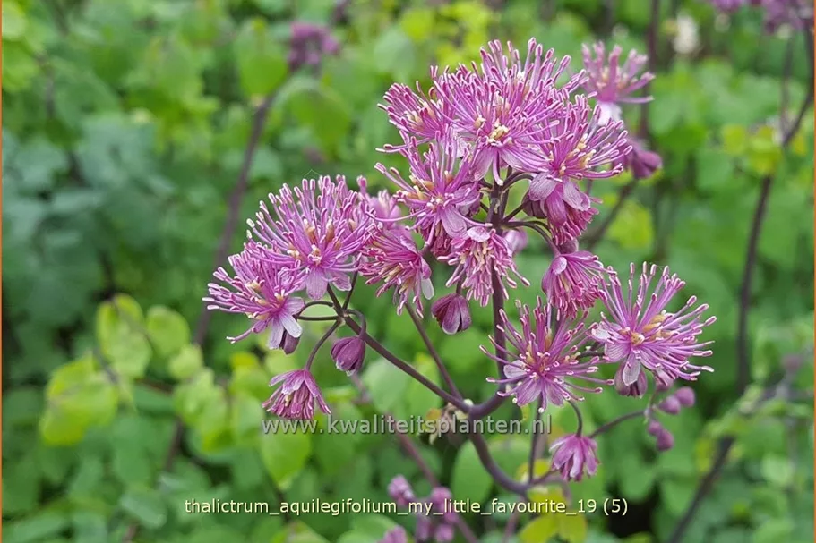 Thalictrum aquilegifolium 'My Little Favourite'