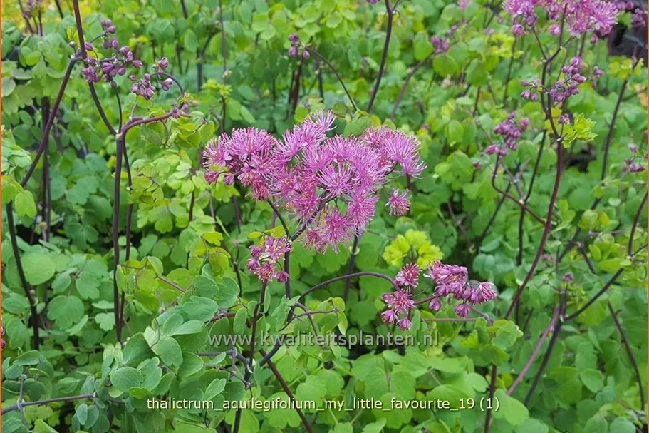 Thalictrum aquilegifolium 'My Little Favourite'
