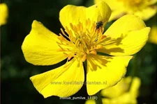 Trollius pumilus