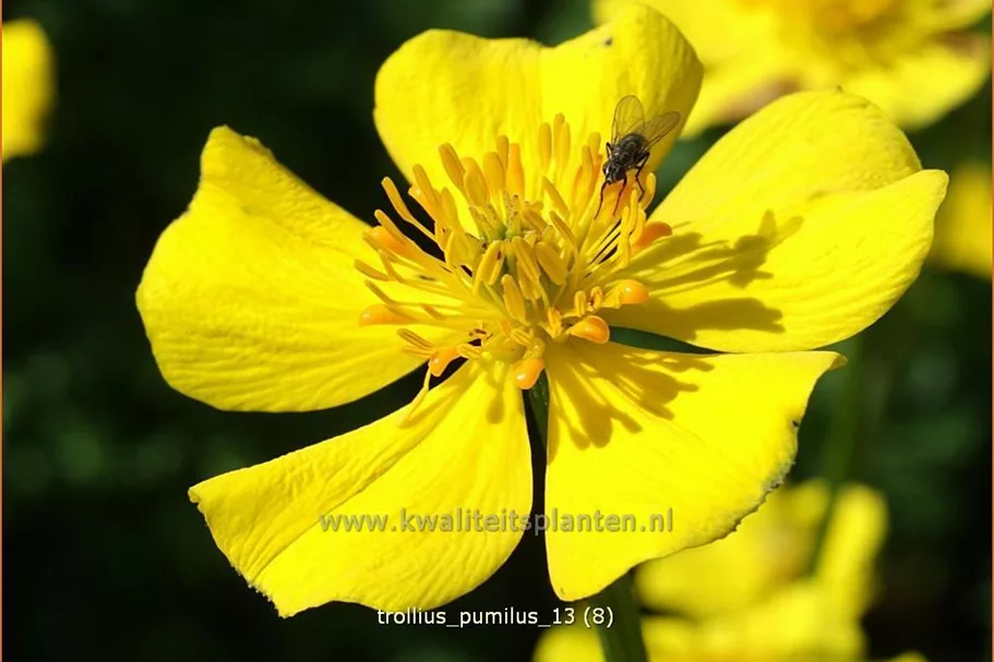 Trollius pumilus