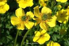 Trollius pumilus