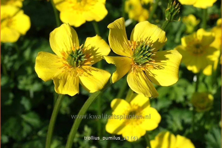 Trollius pumilus