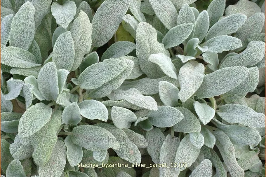 Stachys byzantina 'Silver Carpet'