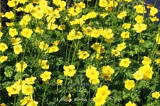 Trollius pumilus