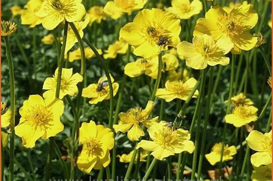Trollius pumilus