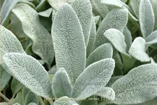 Stachys byzantina 'Silver Carpet'