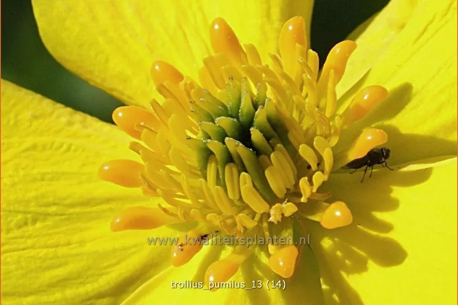 Trollius pumilus