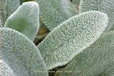 Stachys byzantina 'Silver Carpet'