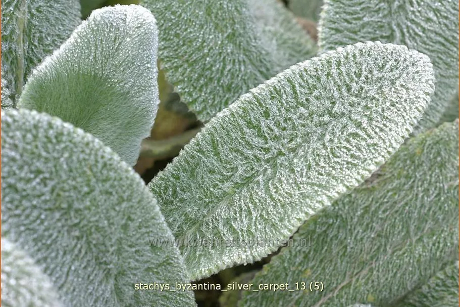 Stachys byzantina 'Silver Carpet'