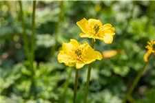 Trollius pumilus