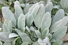 Stachys byzantina 'Silver Carpet'