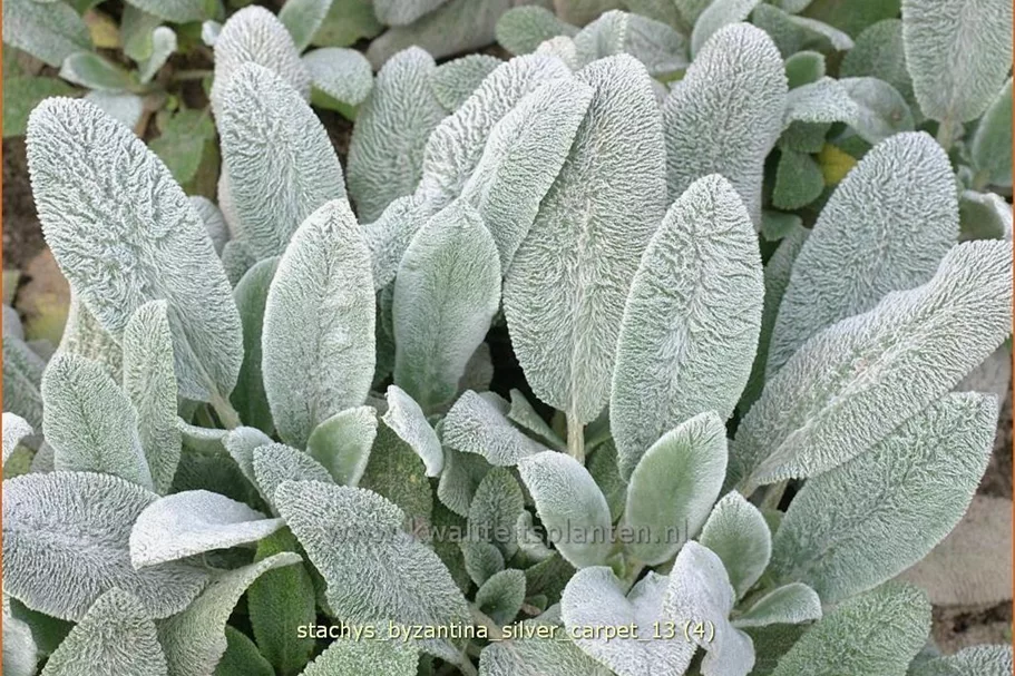 Stachys byzantina 'Silver Carpet'