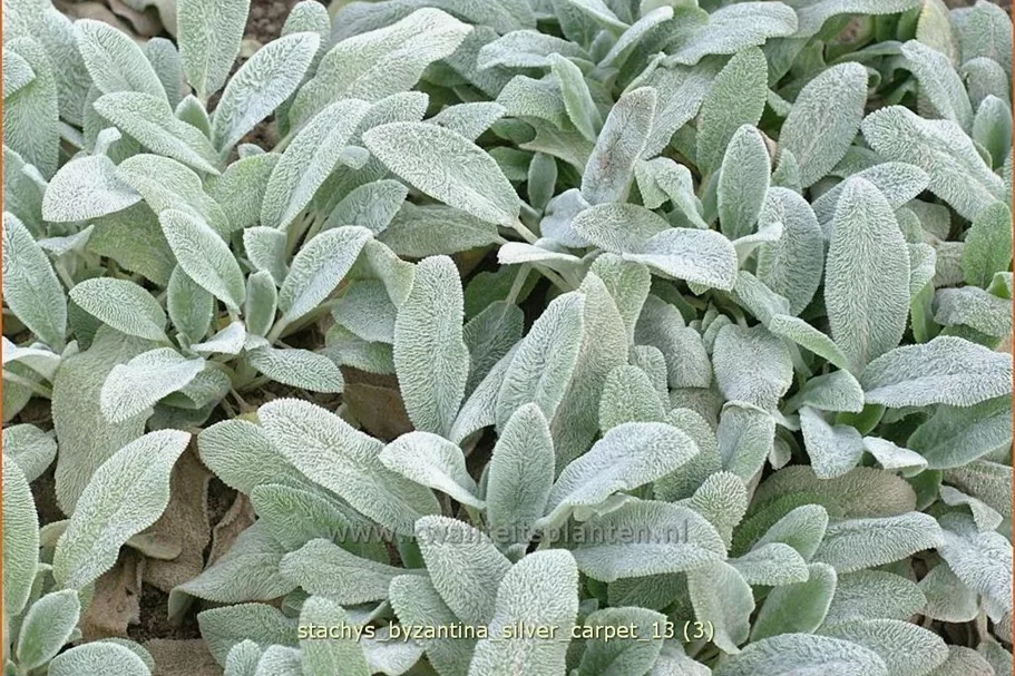 Stachys byzantina 'Silver Carpet'